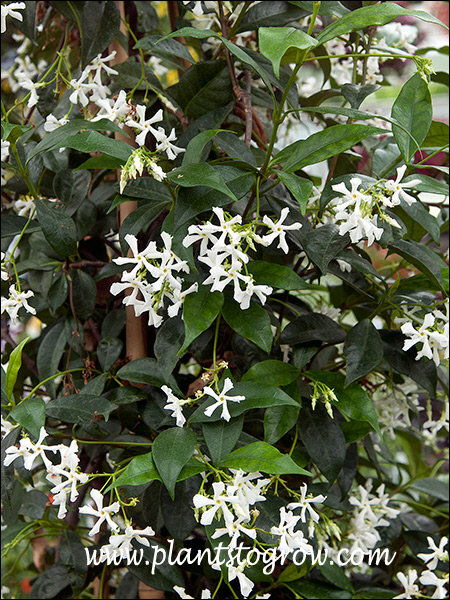 Star Jasmine (Trachelospermum jasminoides) 
The fragrant star-shaped flowers borne in terminal cymes.